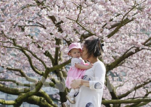 Hoa anh đào khoe sắc rực rỡ tại Vancouver, Canada 