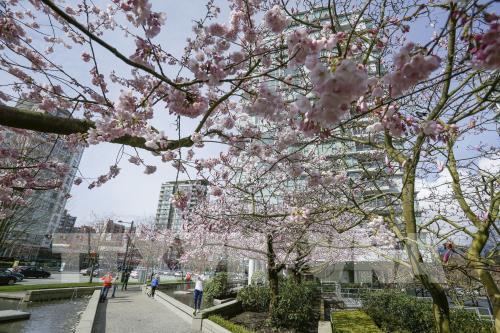Hoa anh đào khoe sắc rực rỡ tại Vancouver, Canada 