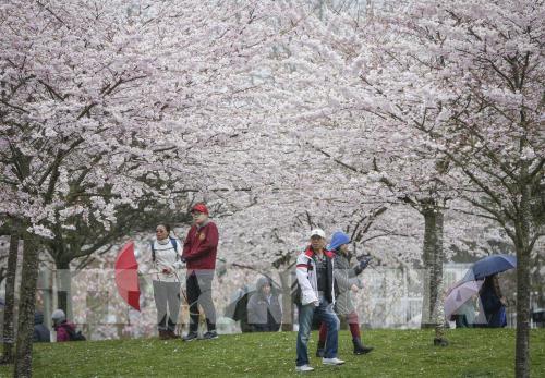 Hoa anh đào khoe sắc rực rỡ tại Vancouver, Canada 