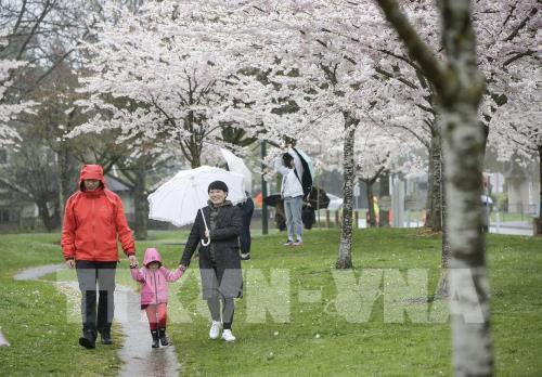Hoa anh đào khoe sắc rực rỡ tại Vancouver, Canada 