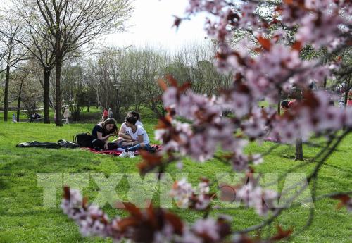 Lễ hội Hoa Anh đào lần thứ 12 tại Đức