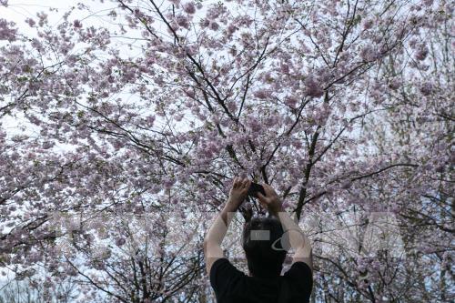 Lễ hội Hoa Anh đào lần thứ 12 tại Đức