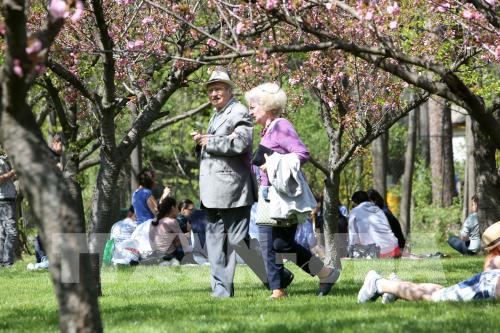 Lễ hội Hoa Anh đào lần thứ 12 tại Đức