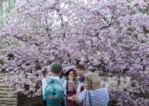 Lễ hội Hoa Anh đào lần thứ 12 tại Đức