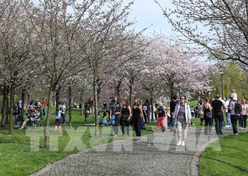 Lễ hội Hoa Anh đào lần thứ 12 tại Đức