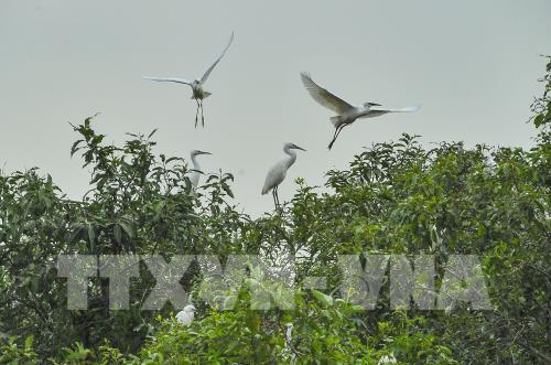 Khám phá vẻ đẹp của đảo cò Gia Lạc