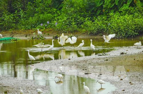 Khám phá vẻ đẹp của đảo cò Gia Lạc