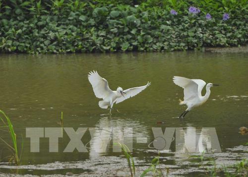 Khám phá vẻ đẹp của đảo cò Gia Lạc