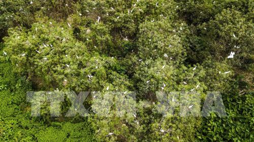 Khám phá vẻ đẹp của đảo cò Gia Lạc