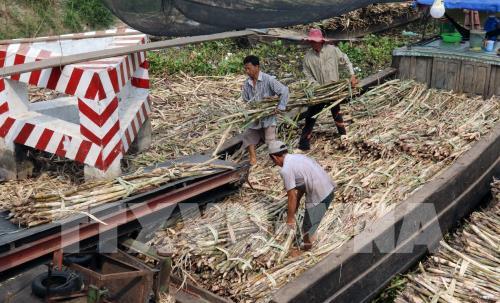 Triển vọng ngành đường: Thách thức cạnh tranh