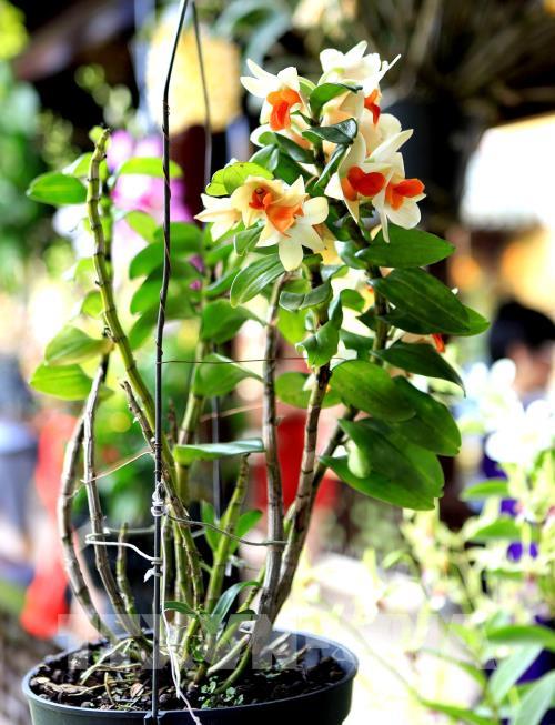 Đại Nội - Huế hút khách dịp Festival 2018