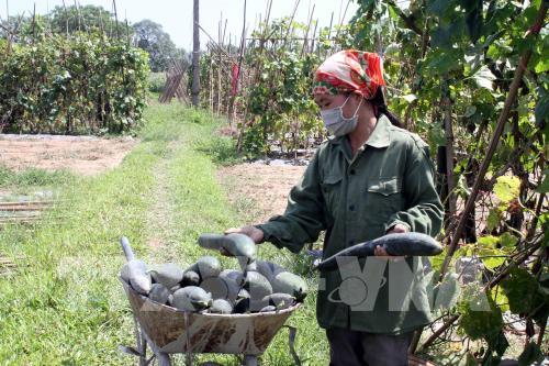 Bí xanh Thanh Lĩnh chờ "giải cứu"