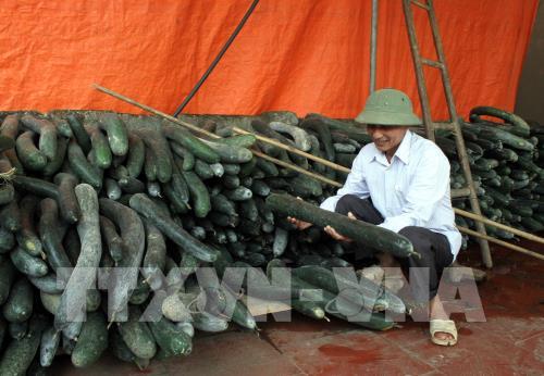 Bí xanh Thanh Lĩnh chờ "giải cứu"