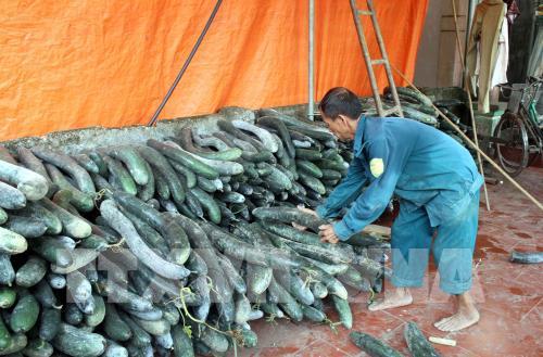 Bí xanh Thanh Lĩnh chờ "giải cứu"