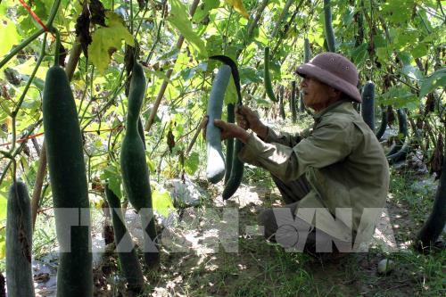 Bí xanh Thanh Lĩnh chờ "giải cứu"