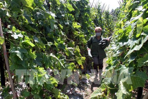 Bí xanh Thanh Lĩnh chờ "giải cứu"