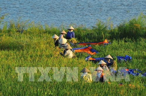 Rực rỡ mùa vàng