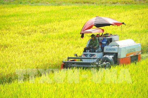 Rực rỡ mùa vàng