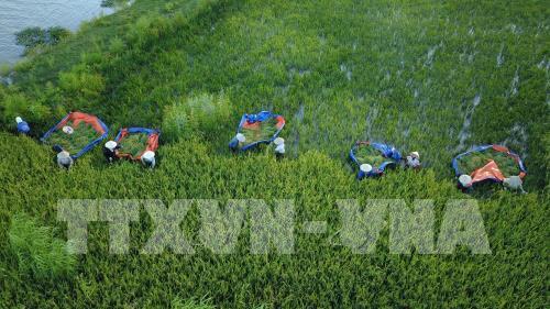 Rực rỡ mùa vàng