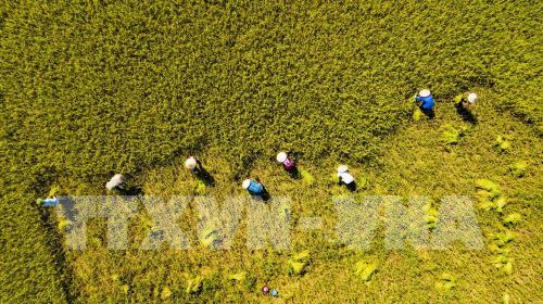 Rực rỡ mùa vàng