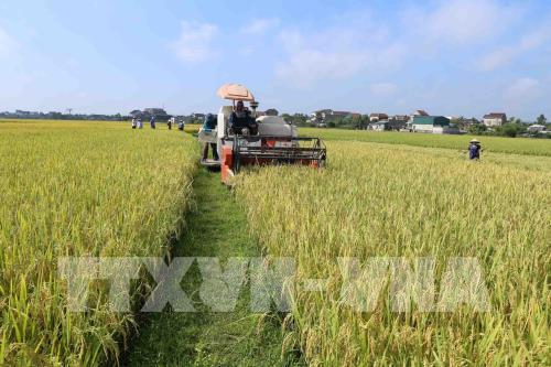 Rực rỡ mùa vàng