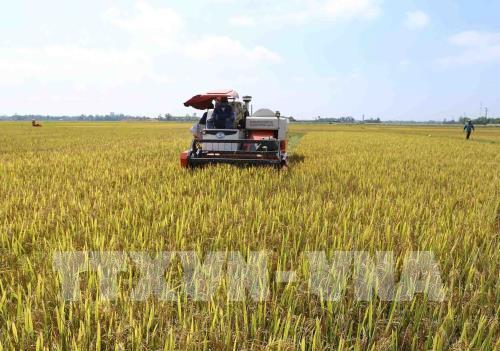 Rực rỡ mùa vàng