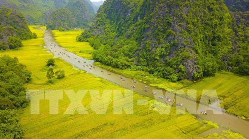 Ngắm mùa vàng Tam Cốc bên bờ sông Ngô Đồng đẹp nao lòng