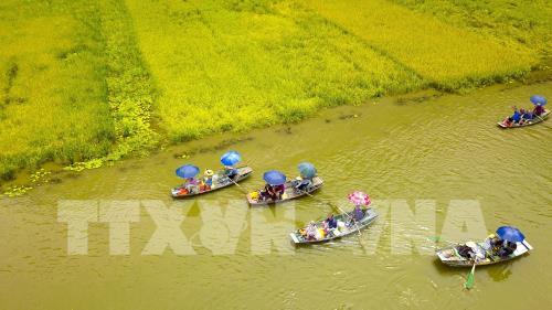 Ngắm mùa vàng Tam Cốc bên bờ sông Ngô Đồng đẹp nao lòng