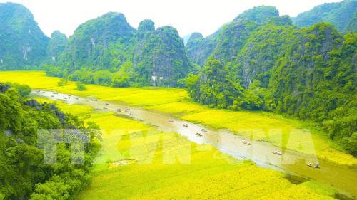 Ngắm mùa vàng Tam Cốc bên bờ sông Ngô Đồng đẹp nao lòng