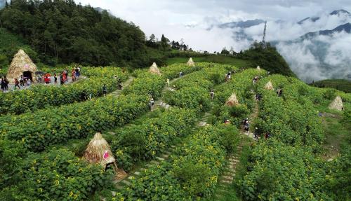 Ngất ngây sắc hướng dương vàng giữa mây trời Tây Bắc