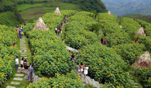 Ngất ngây sắc hướng dương vàng giữa mây trời Tây Bắc