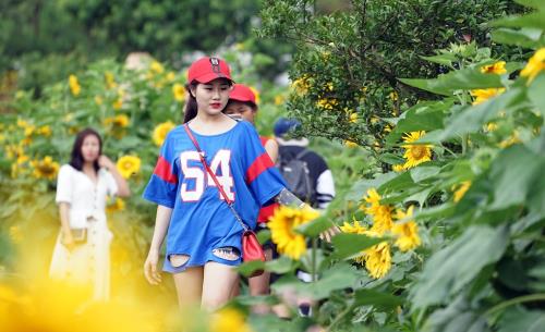 Ngất ngây sắc hướng dương vàng giữa mây trời Tây Bắc