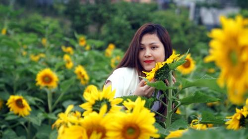 Ngất ngây sắc hướng dương vàng giữa mây trời Tây Bắc