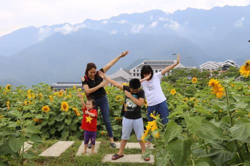 Ngất ngây sắc hướng dương vàng giữa mây trời Tây Bắc