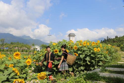 Ngất ngây sắc hướng dương vàng giữa mây trời Tây Bắc