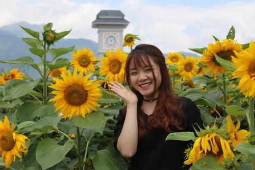 Ngất ngây sắc hướng dương vàng giữa mây trời Tây Bắc