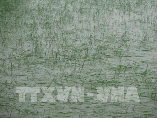 Vĩnh Phúc: Mưa lớn gây thiệt hại về người và sản xuất nông nghiệp