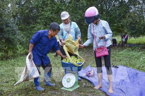 Mùa táo mèo trên đỉnh đèo Pha Đin