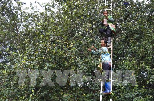 Mùa táo mèo trên đỉnh đèo Pha Đin