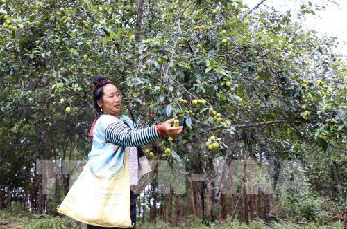 Mùa táo mèo trên đỉnh đèo Pha Đin