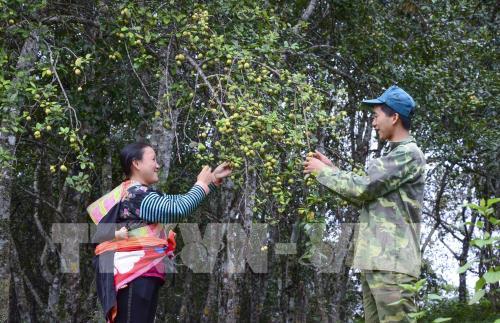 Mùa táo mèo trên đỉnh đèo Pha Đin