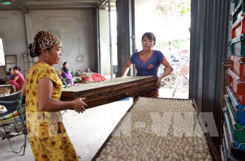 Thăm làng nghề chế biến long nhãn ở thành phố Hưng Yên