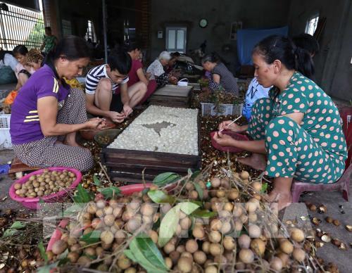 Thăm làng nghề chế biến long nhãn ở thành phố Hưng Yên