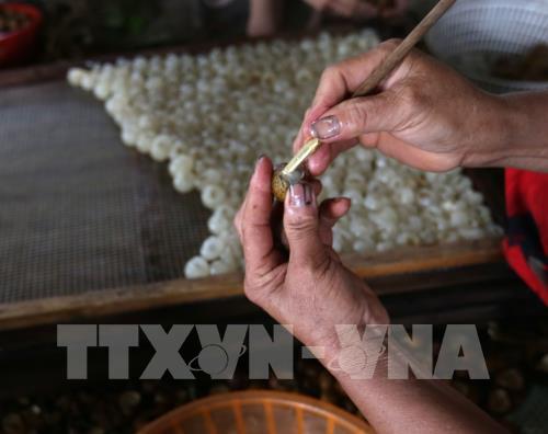 Thăm làng nghề chế biến long nhãn ở thành phố Hưng Yên