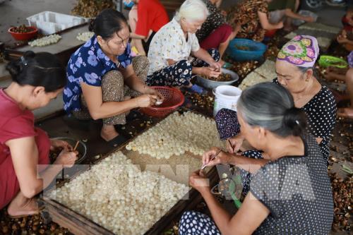 Thăm làng nghề chế biến long nhãn ở thành phố Hưng Yên
