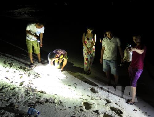 Cận cảnh trải nghiệm săn cua, còng đêm tại đảo Bé, Lý Sơn