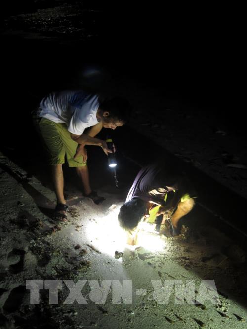 Cận cảnh trải nghiệm săn cua, còng đêm tại đảo Bé, Lý Sơn