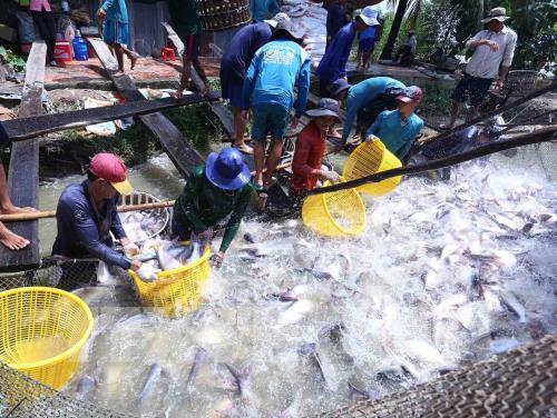 Cần Thơ quy hoạch phát triển nuôi thủy sản ứng phó biến đổi khí hậu