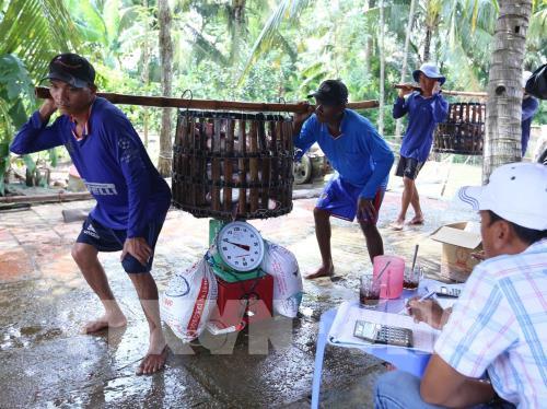 Cần Thơ quy hoạch phát triển nuôi thủy sản ứng phó biến đổi khí hậu