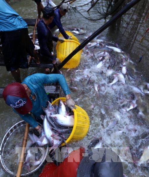 Cần Thơ quy hoạch phát triển nuôi thủy sản ứng phó biến đổi khí hậu